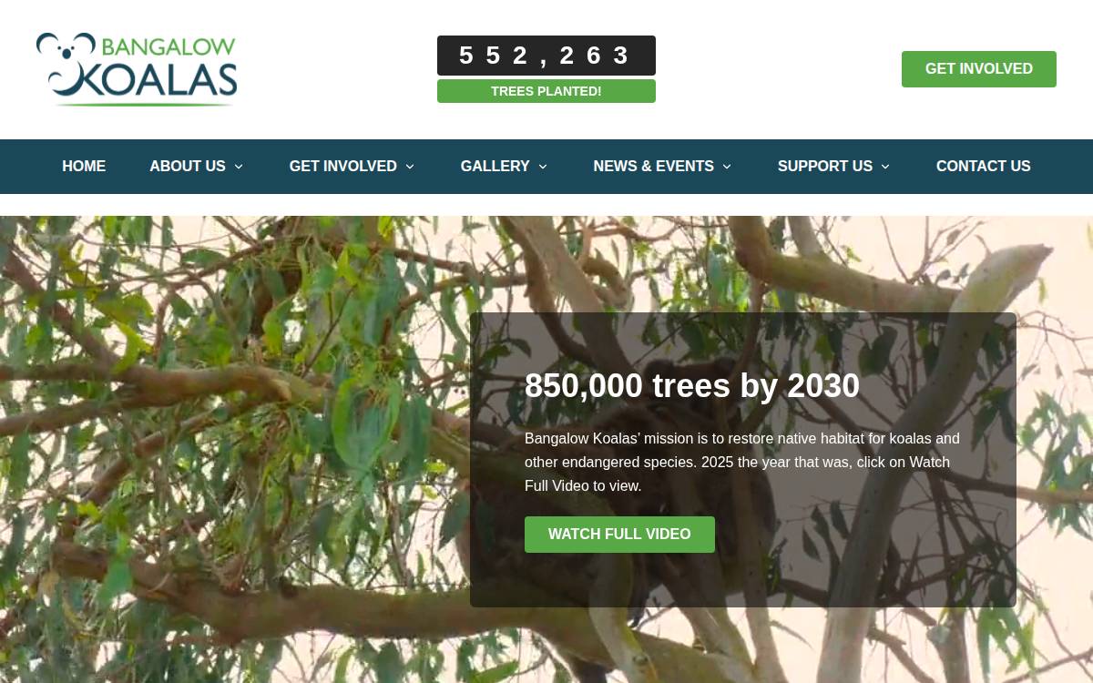 Bangalow Koalas website preview