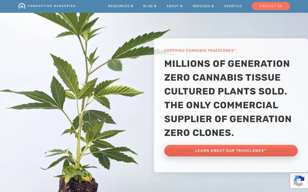 Conception Nurseries website preview