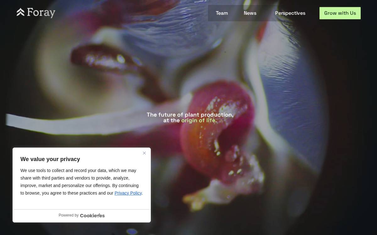 Foray website preview