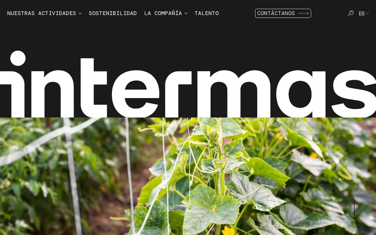 Intermas website preview