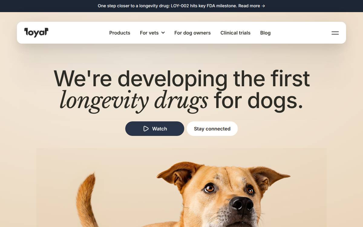 Loyal website preview