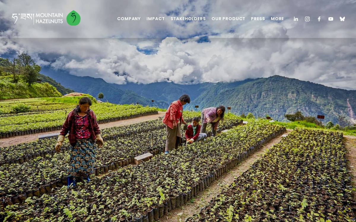 Mountain Hazelnuts website preview