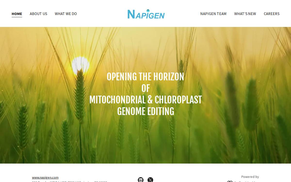 Napigen website preview