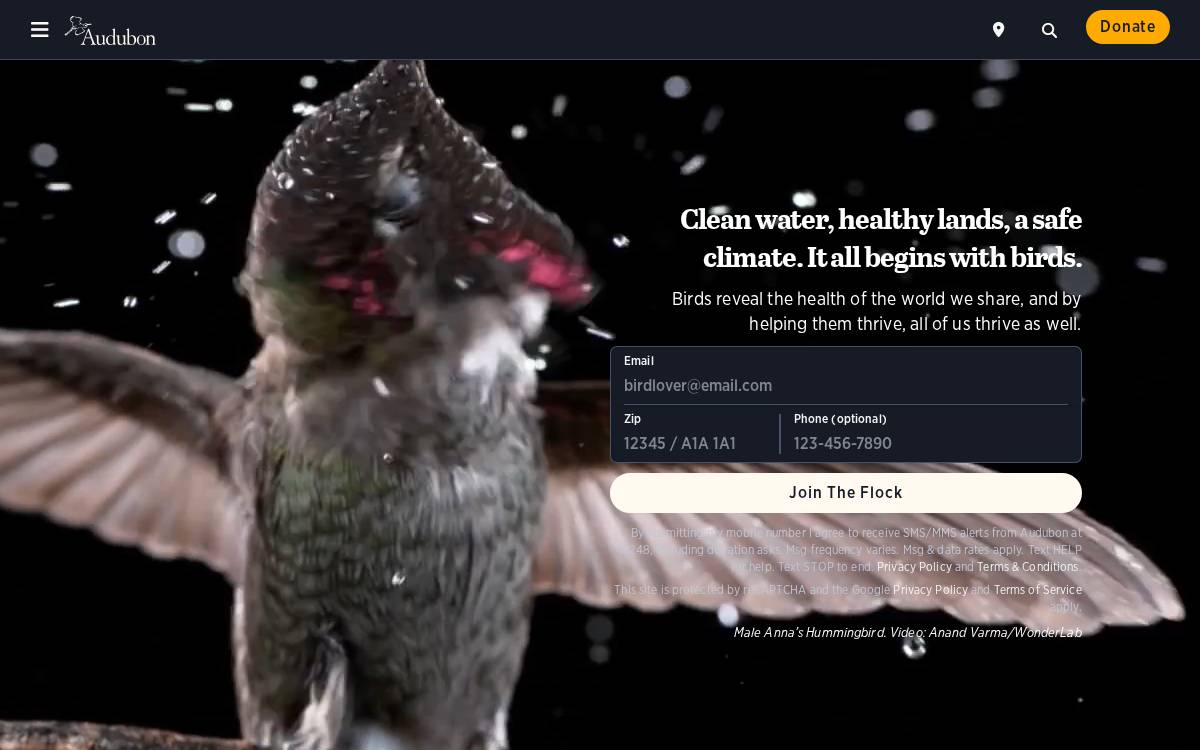 National Audubon Society website preview