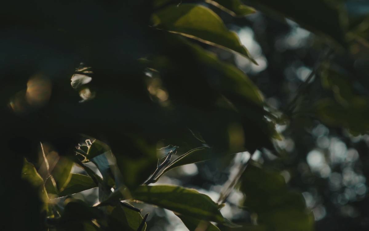 Quorum Bio website preview